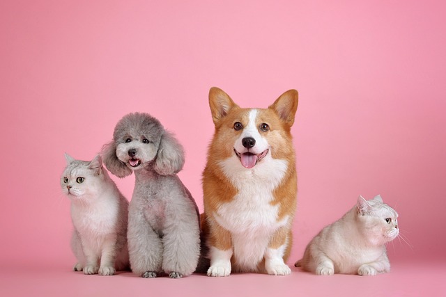 Gør din firbenede ven glad med Bloomingville's trendy hundekurve